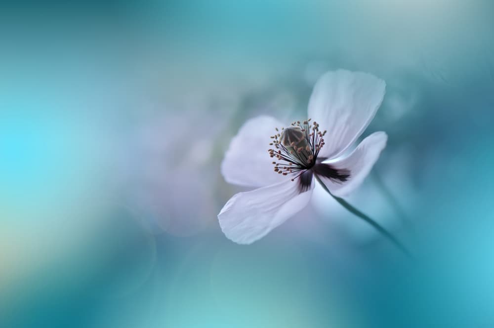 Soft White Flower by Juliana Nan — canvas wall art