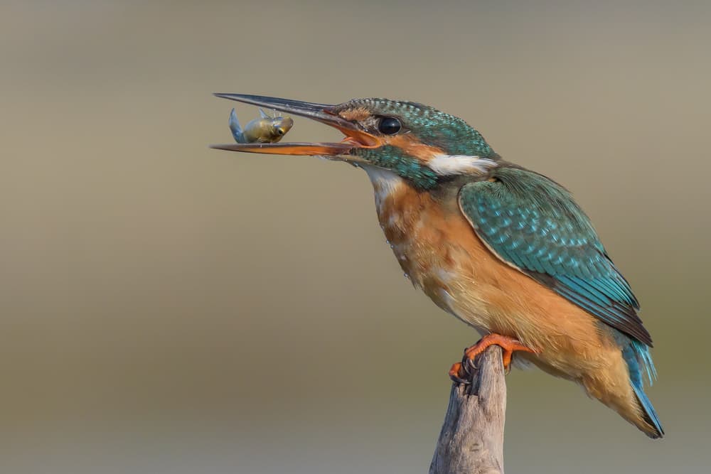 Kingfisher's Catch by Massimo Tamajo — canvas wall art