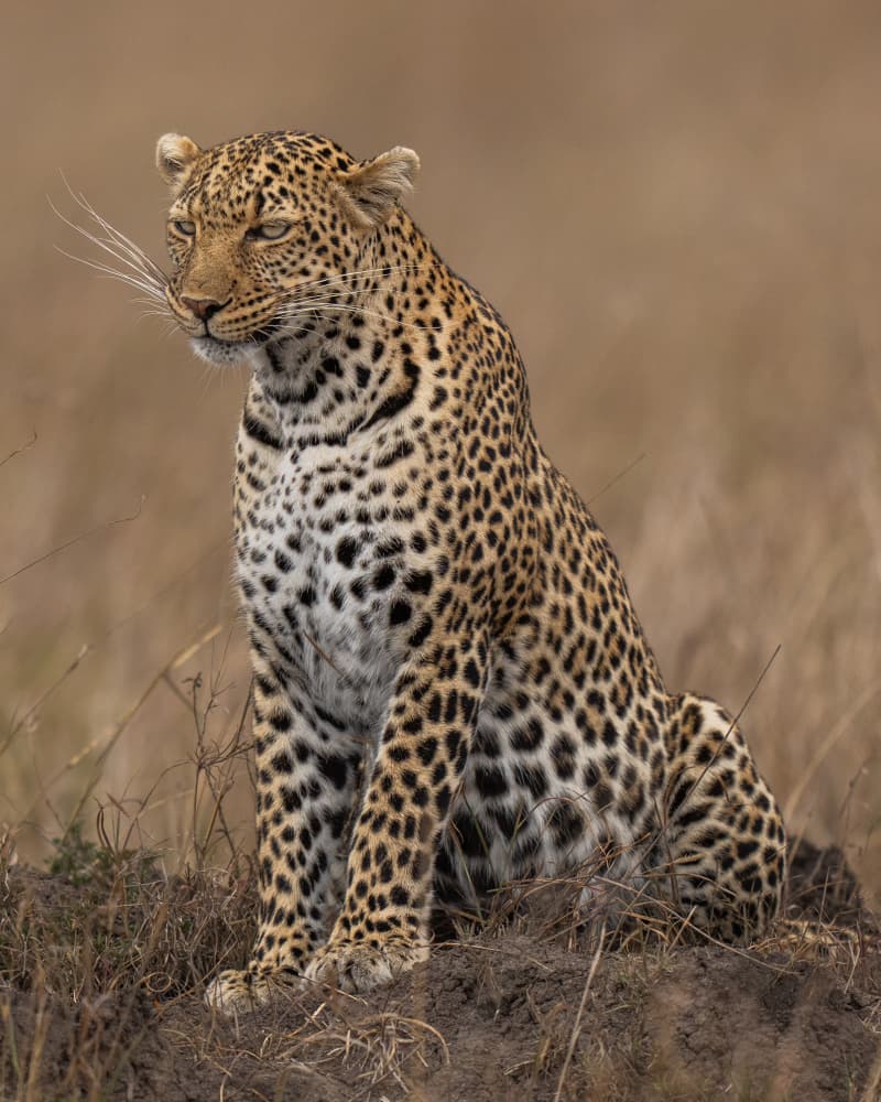 Pensive Leopard Portrait by Yogesh Bhatia — canvas wall art