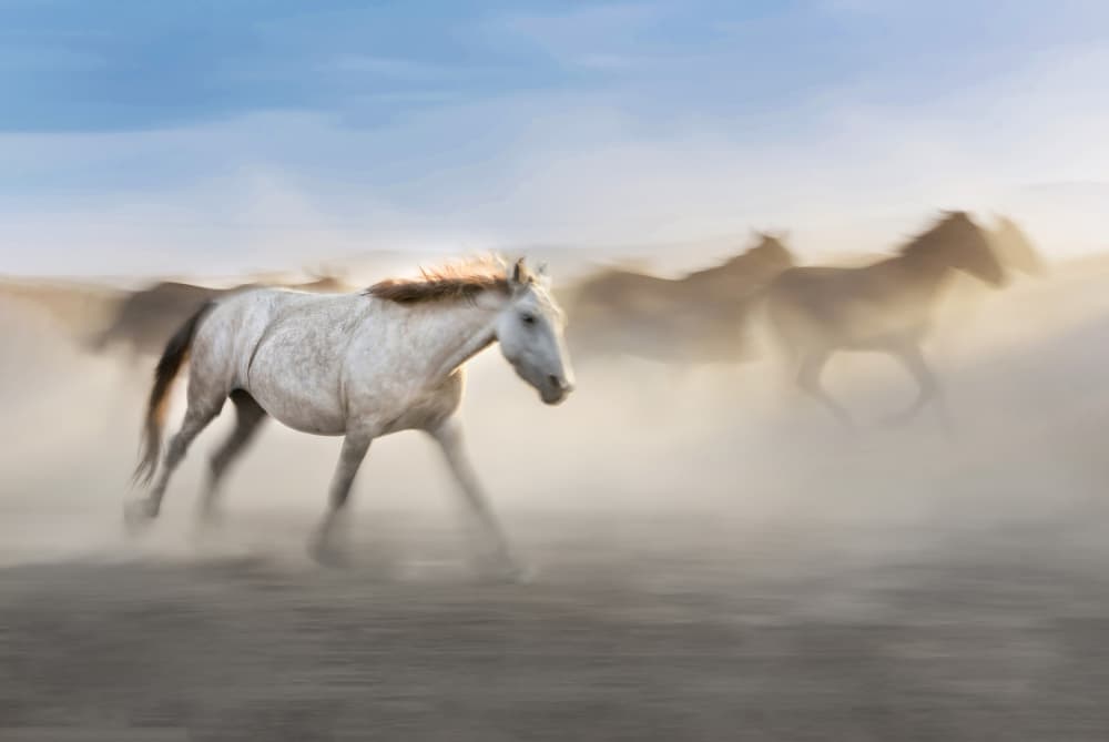Wild Horses Running by Ali Can — canvas wall art