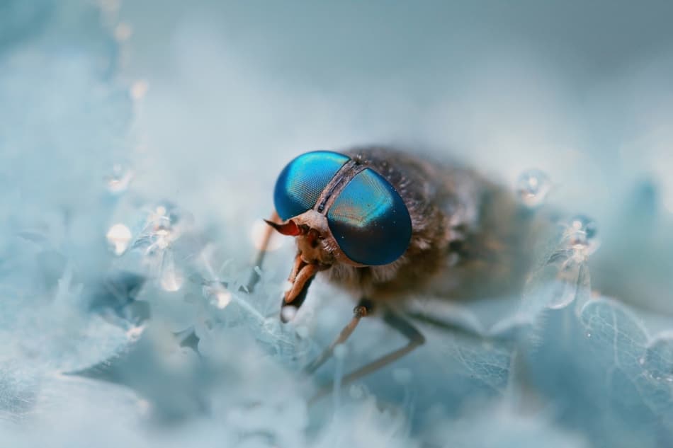 Macro Blue Eyed Fly by Wil Mijer — canvas wall art