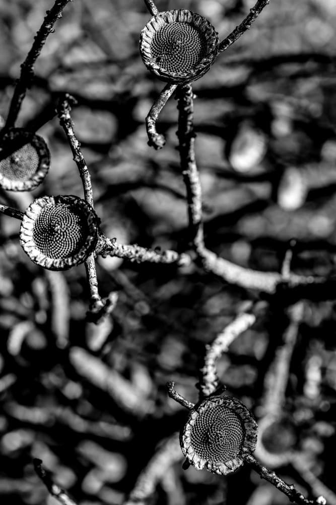 Untitled by Shot by Clint — canvas wall art