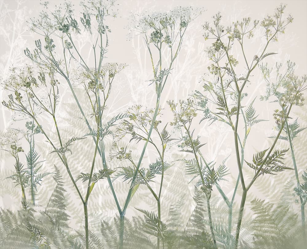 Cow parsley by Nel Talen — canvas wall art
