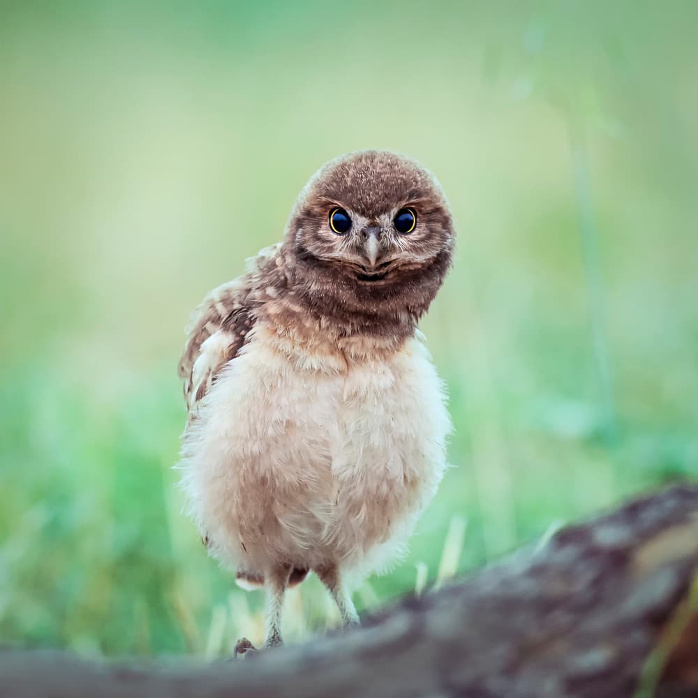 Curious Baby Owl by David H Yang — canvas wall art