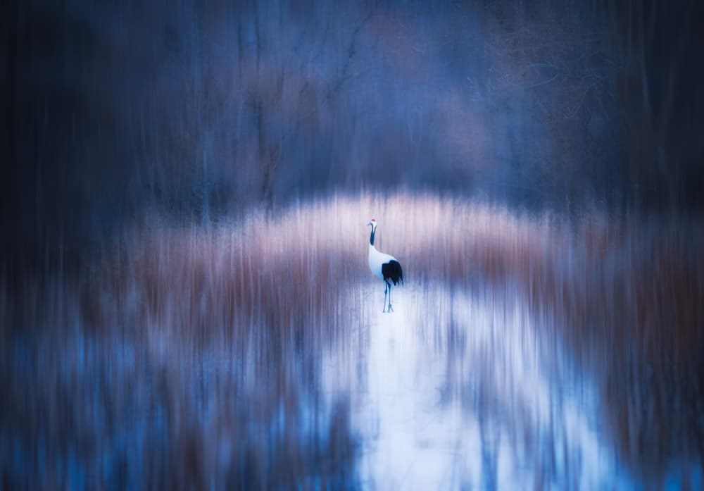 Abstract Winter Crane by Chao Feng 天馬 — canvas wall art