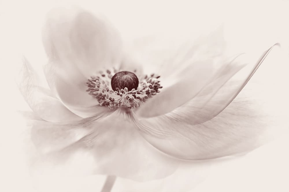 Serene Floral Beauty by Jacky Parker — canvas wall art