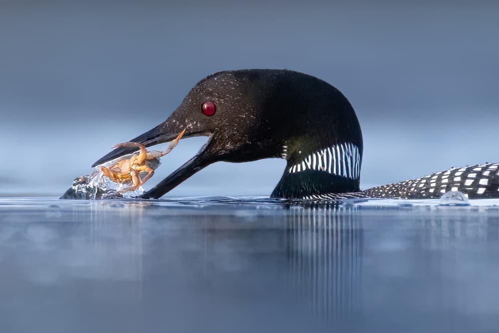 Loon's Catch by Tony Xu — canvas wall art