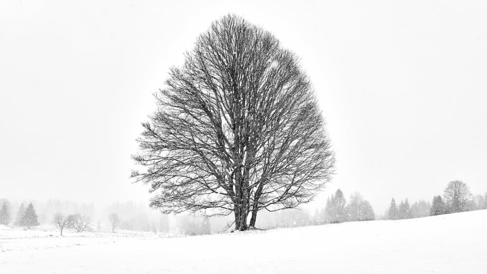 Solitary Winter Tree by Martin Froyda — canvas wall art