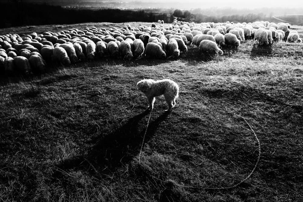 Dog and Grazing Sheep by Marius Cinteza — canvas wall art