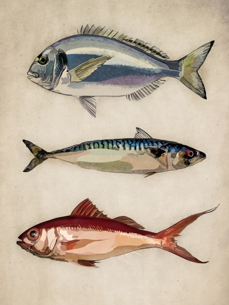 Trio of Ocean Life by Emel Tunaboylu — canvas wall art