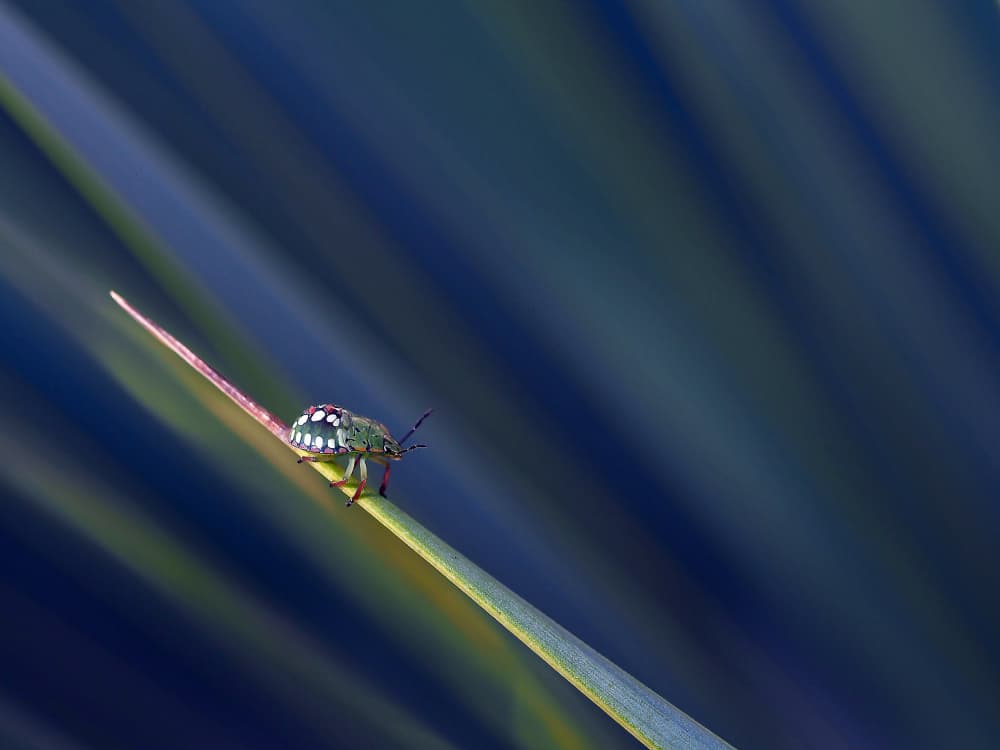 Green Bug Blue Background by Thierry Dufour — canvas wall art