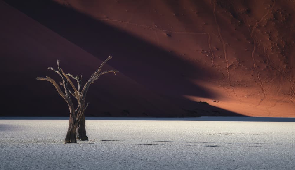 Deadvlei Desert Morning by Nichole Chen — canvas wall art