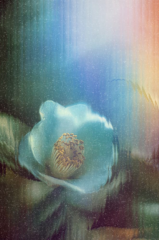 Stage REM ~Dreaming Camellia~ by Yasutaka Sameshima — canvas wall art