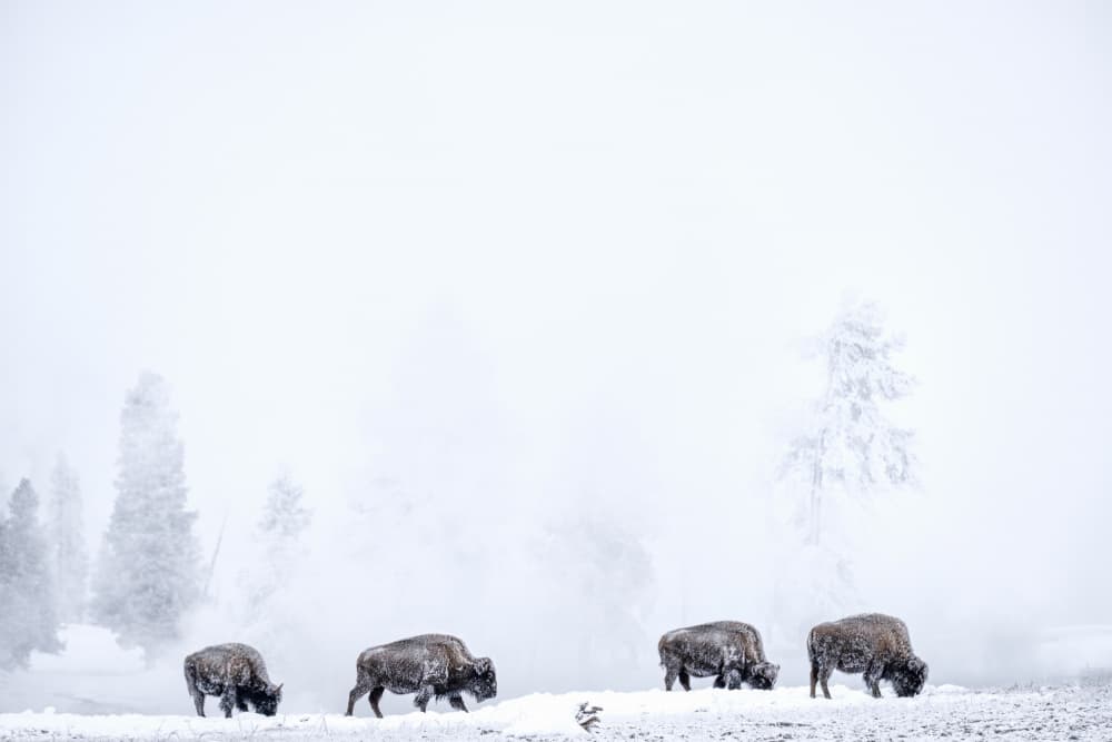 Winter Bison Herd by Susanne Landolt — canvas wall art