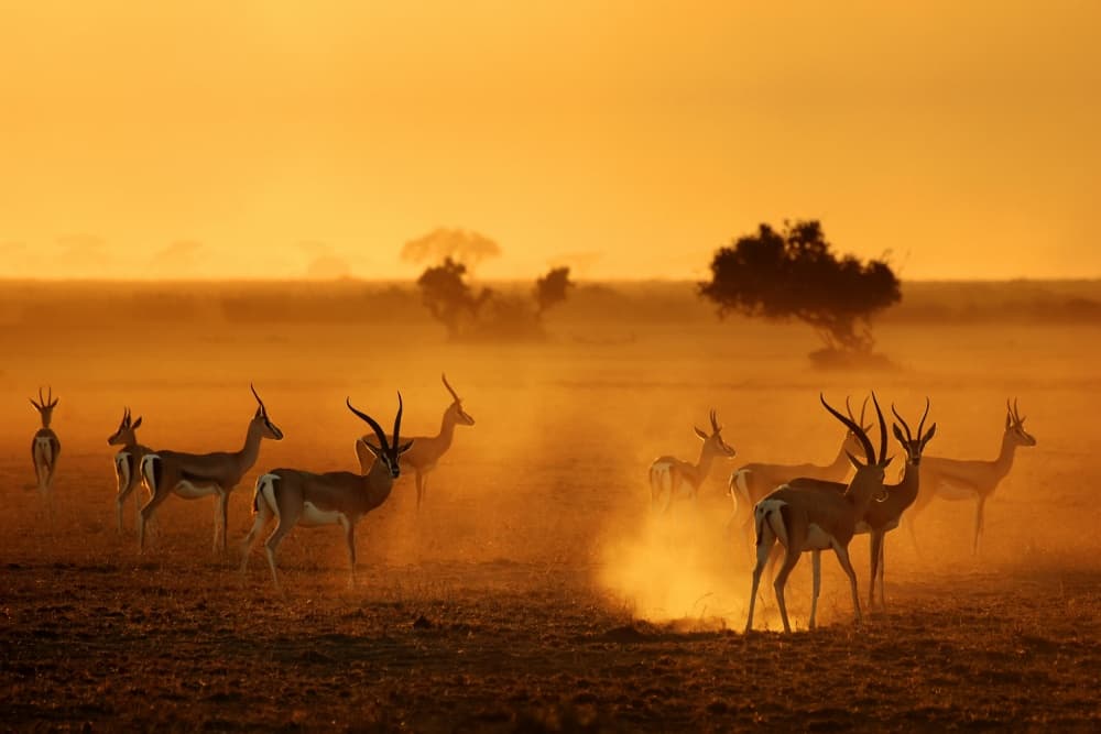 Golden Hour Gazelles by Mathilde Guillemot — canvas wall art