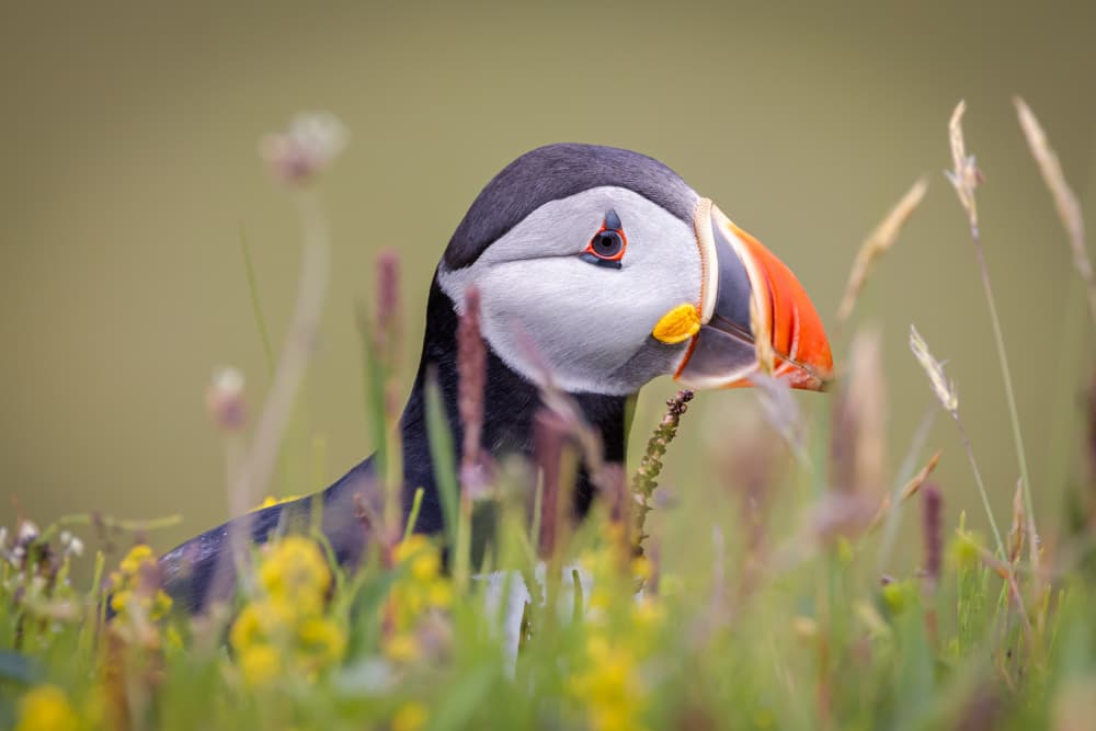 Vibrant Puffin in Grass by Xiaohong Zhang — canvas wall art