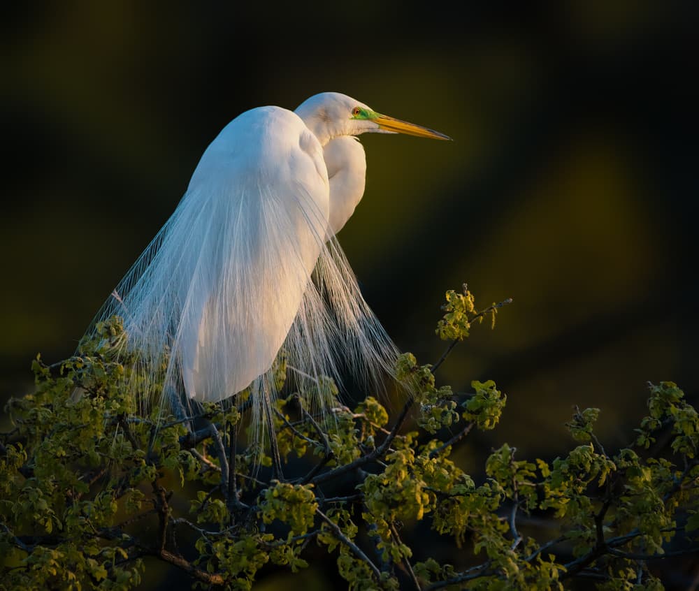 Great Egret Golden Glow by Alex Li — canvas wall art
