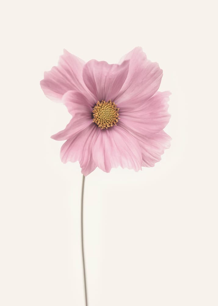 Delicate Pink Cosmos by Lotte Grønkjær — canvas wall art