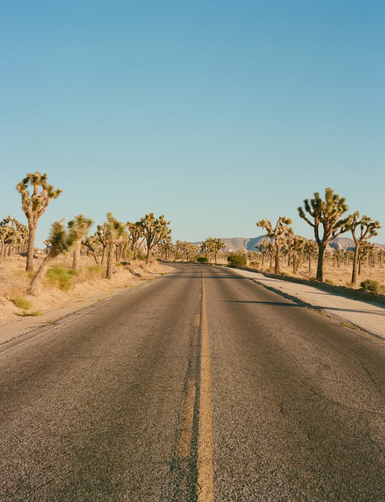 Joshua Tree Desert Road by Bethany Young — canvas wall art