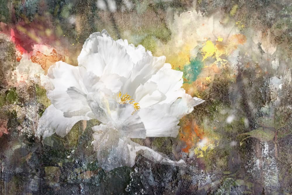 Dreamy White Blossom by Igor Kopcev — canvas wall art