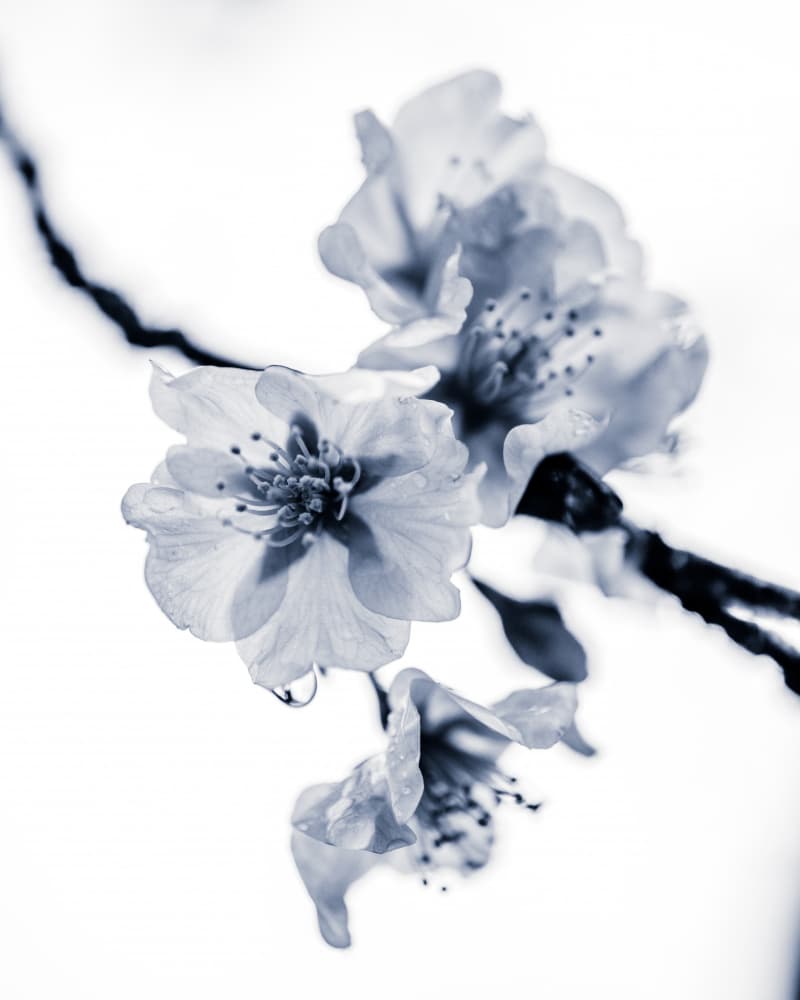 Delicate Spring Blossoms by 市岡弘光 — canvas wall art