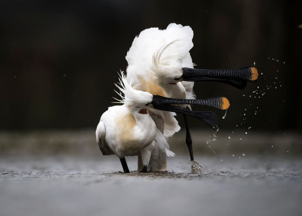 Spoonbills Splashing Water by Fion Wong — canvas wall art