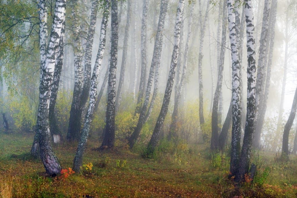 Misty Birch Forest by Dmitry Doronin — canvas wall art