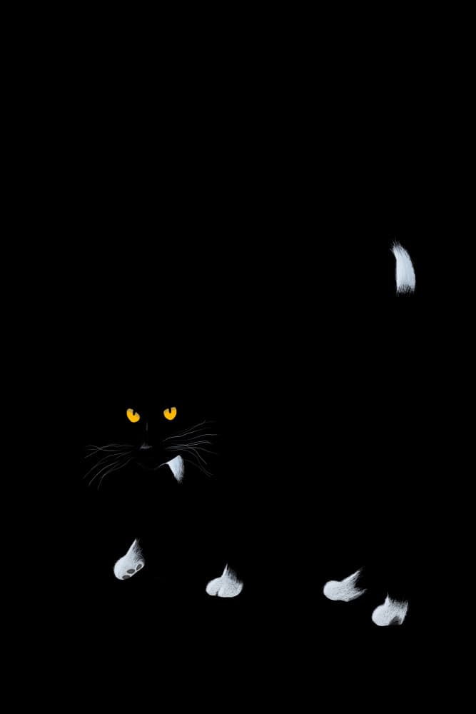 Vampire Black Cat by Anja Runfors Essén — canvas wall art