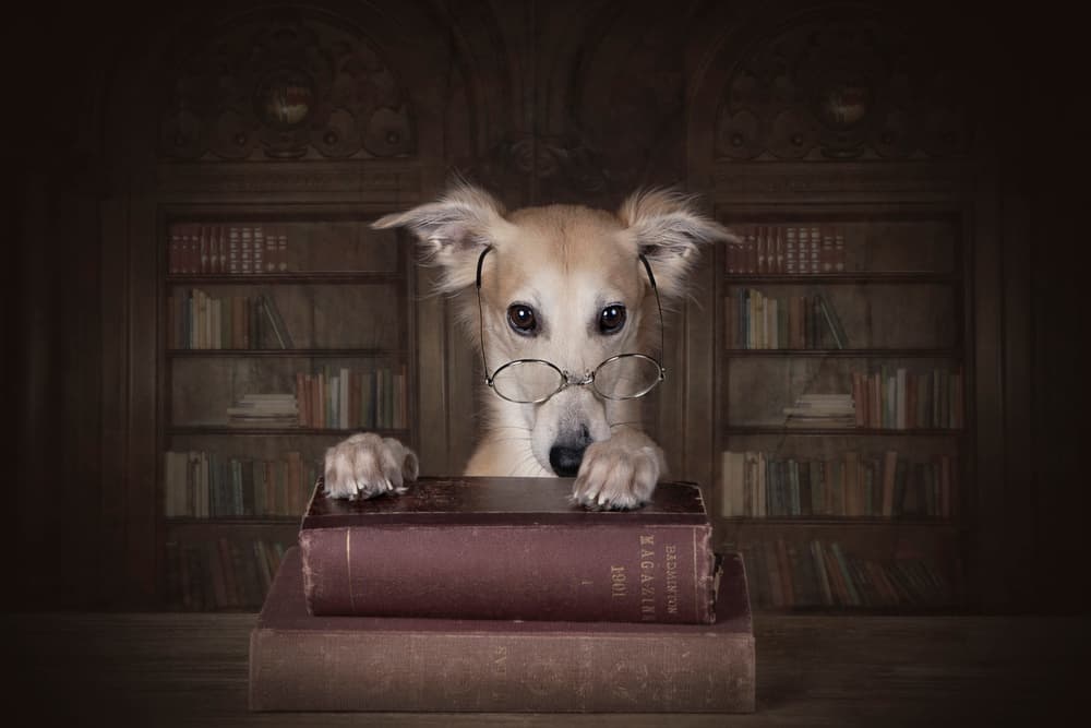 Smart Dog In Library by Carola Kayen-Mouthaan — canvas wall art
