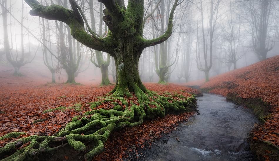 Misty Forest Stream by Javier de la Torre — canvas wall art