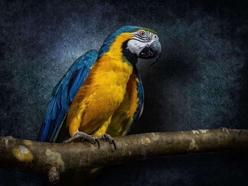 Vibrant Macaw Portrait by Udrea Dan — canvas wall art