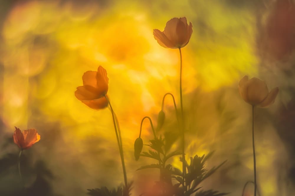 Golden Poppy Garden by Hilda van der Lee — canvas wall art