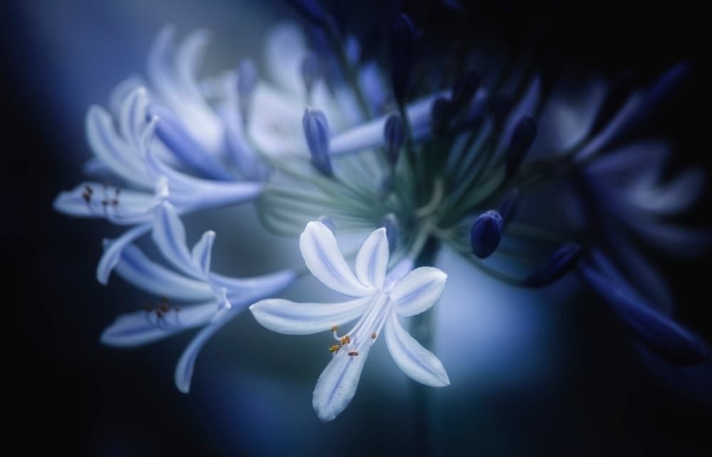 Moody Blue Blooms by Takashi Suzuki — canvas wall art