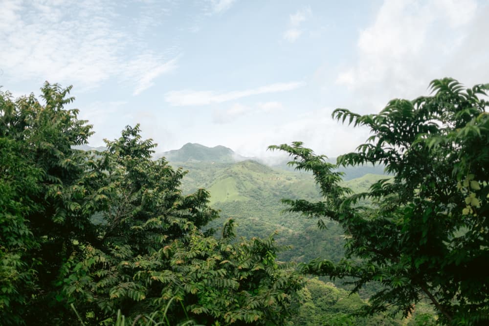 Greens of Monteverde Costa Rica by Raisa Zwart — canvas wall art