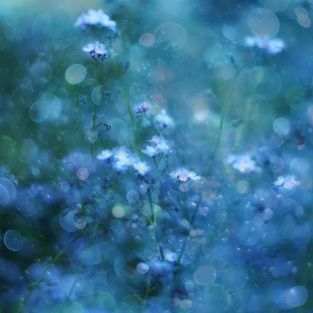 Soft Blue Bokeh Flowers by Delphine Devos — canvas wall art
