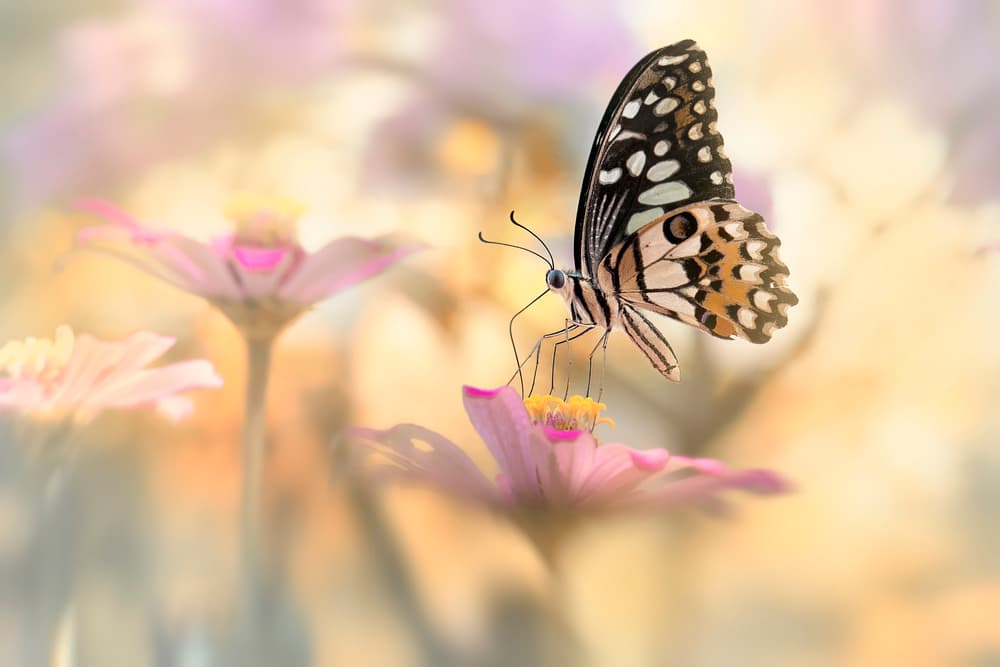 Gentle Butterfly Blossom by Fauzan Maududdin — canvas wall art