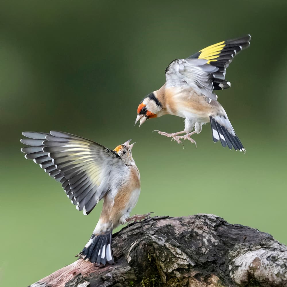 Goldfinches In Action by Hugh Wilkinson — canvas wall art