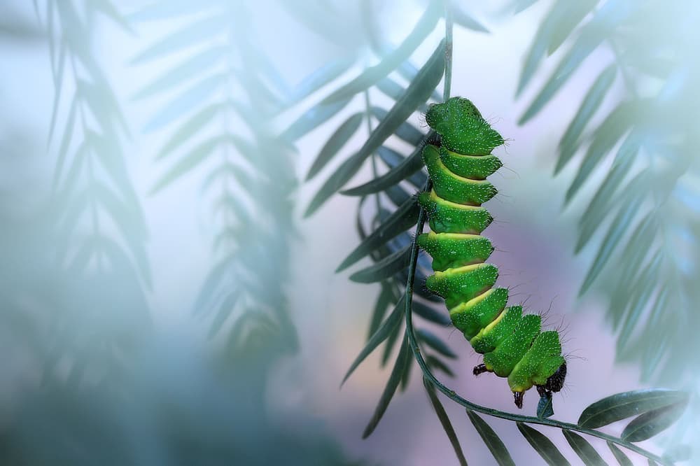 Vibrant Green Caterpillar by Jimmy Hoffman — canvas wall art