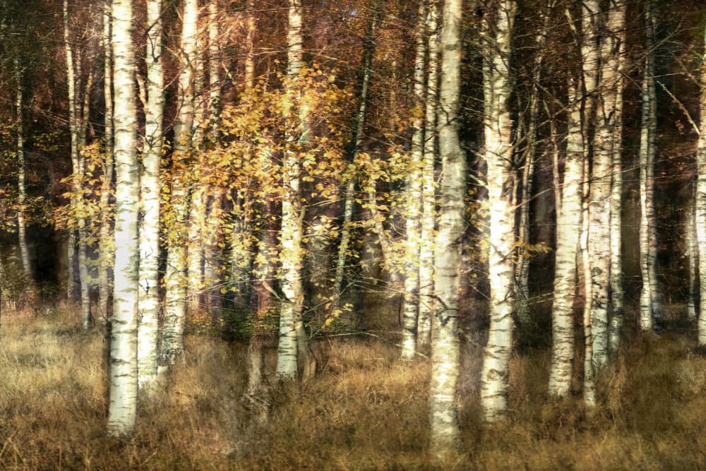 Golden Birch Grove by Christina Sillen — canvas wall art