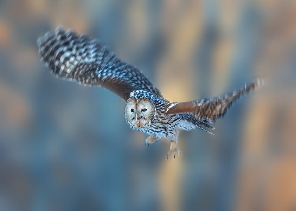 Majestic Owl Flight by Annie Poreider — canvas wall art