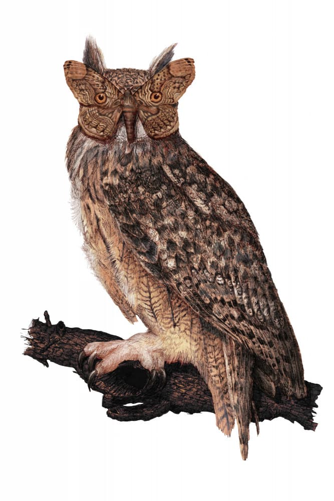 Ornate Horned Owl by EC Mazur — canvas wall art