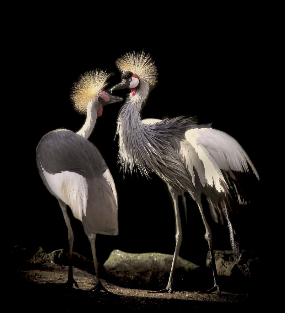 Crowned Cranes Love by Anna Cseresnjes — canvas wall art