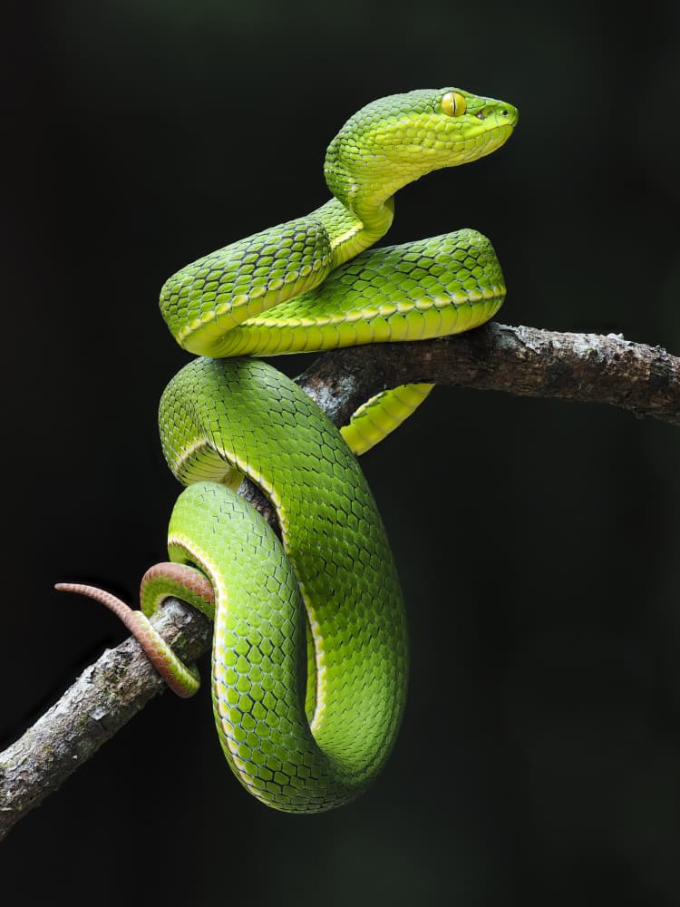 Emerald Snake on Branch by HuongHoang — canvas wall art