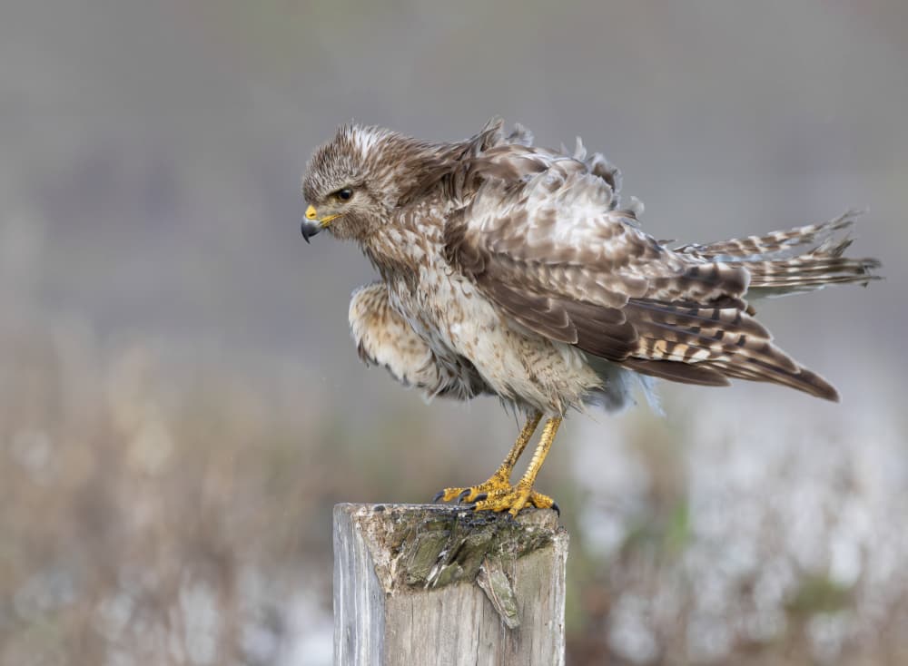 Ruffled Wild Raptor by Linda D Lester — canvas wall art