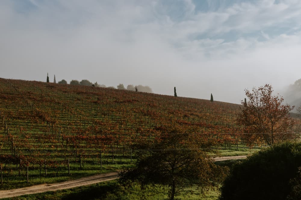 Misty Autumn Vineyard by Megan Shone — canvas wall art