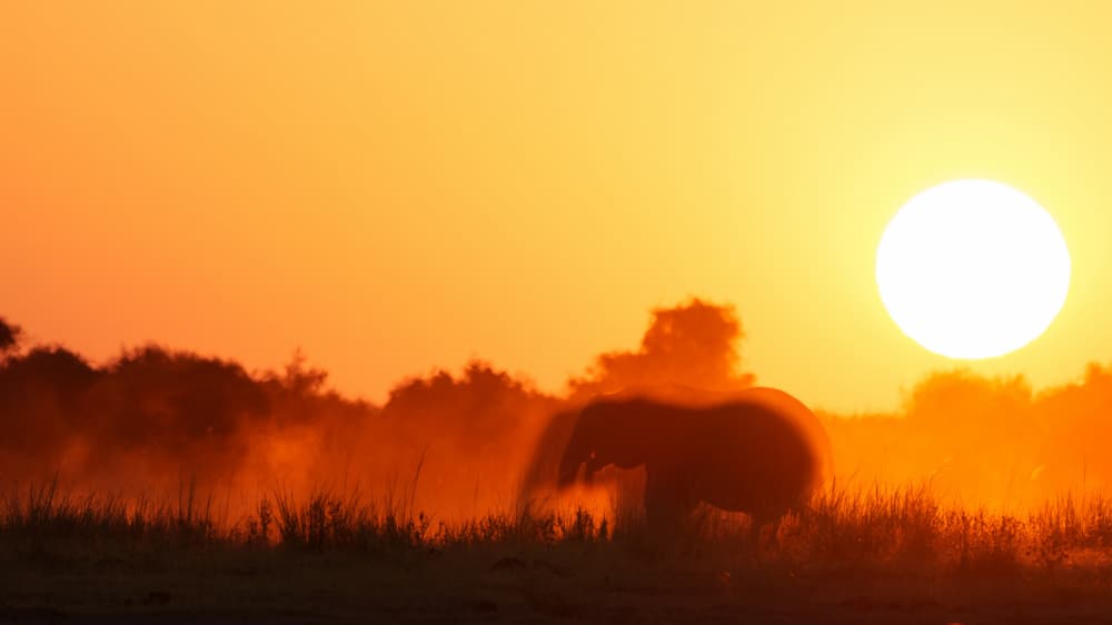 African Sunset Elephant by Etienne Steenkamp — canvas wall art