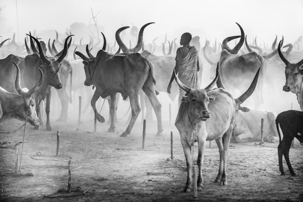 Dusty African Cattle by Trevor Cole — canvas wall art