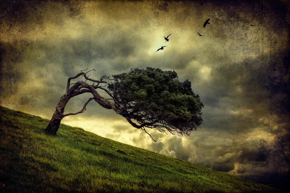 Windswept Lone Tree by Peter Elgar — canvas wall art