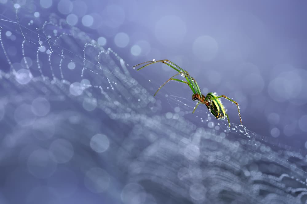 Green Spider Dewdrops by Edy Pamungkas — canvas wall art
