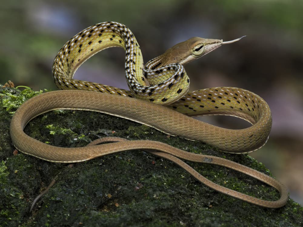 Green Vine Snake by HuongHoang — canvas wall art